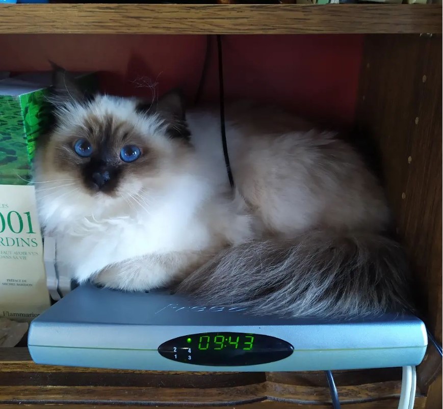 Tornade Equipe- Chatterie des 4 éléments Birman Sacré de Birmanie