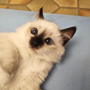 Miniature chaton birman - Chatterie des 4 éléments