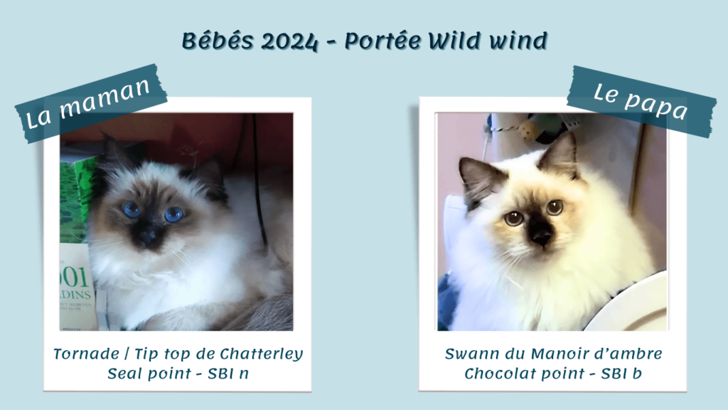 Portée Wild wind 2024 - Parents