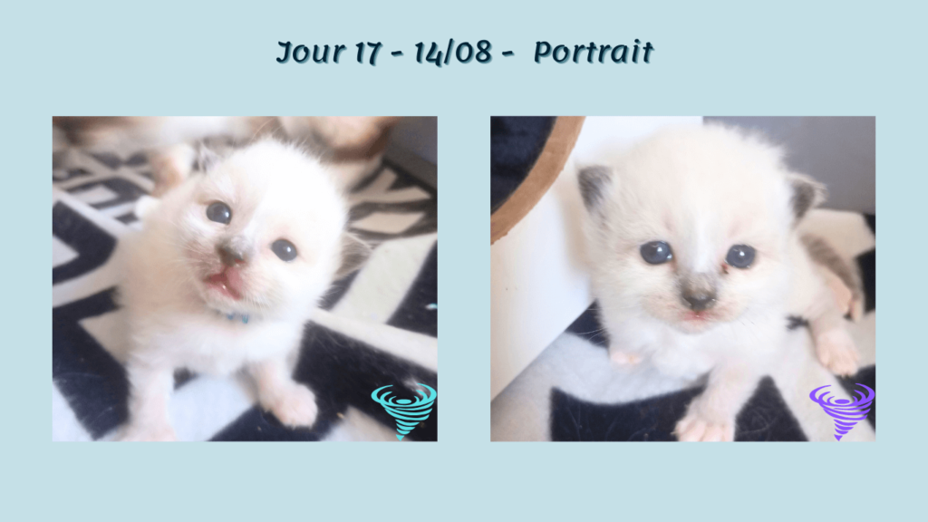 Portée Wild wind 2024 - J17 portrait