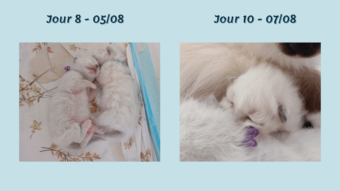 Portée Wild wind 2024 - Bébés J8 a J10