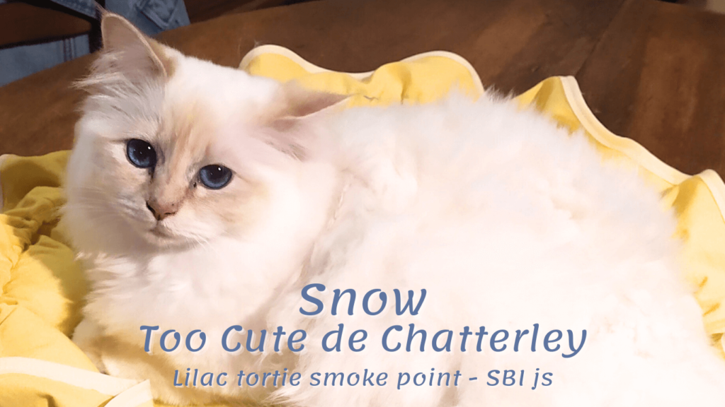 Snow des quatre éléments - Chatterie des 4 éléments