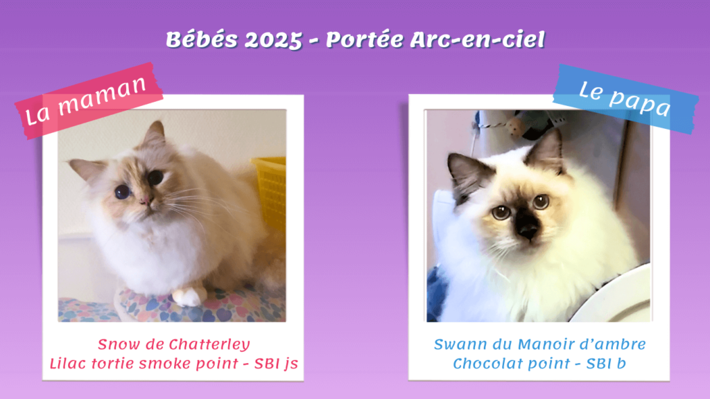 Portée 2025 arc-en-ciel- Snow Swann - Parents