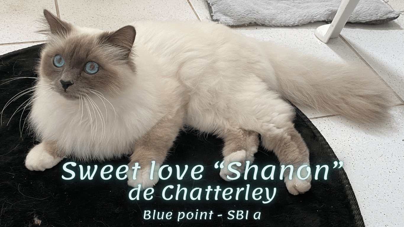 Sacré de Birmanie Sweet love Shanon