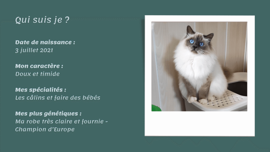 2. .Sweet love qui sacré de birmanie Sweet love Shanon Birman Elevage birman eure-et-loir elevage sacré de birmanie Chatterie des 4 éléments