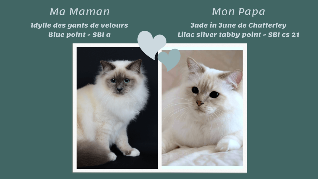 3. .Sweet love Parents sacré de birmanie Sweet love Shanon Birman Elevage birman eure-et-loir elevage sacré de birmanie Chatterie des 4 éléments