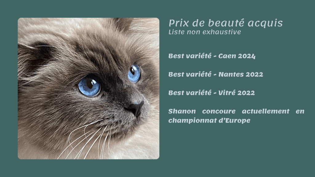 sacré de birmanie Sweet love Shanon