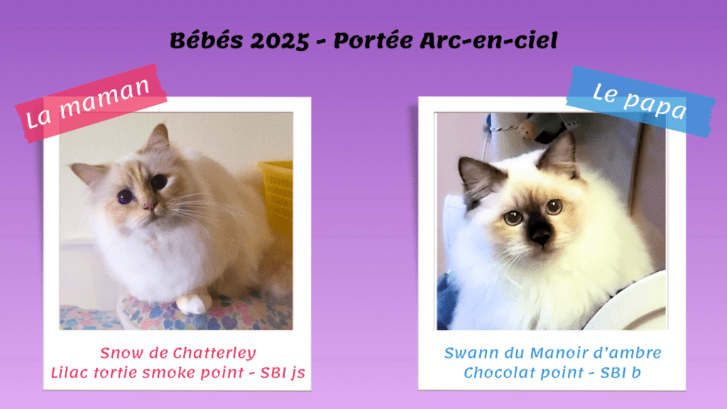 Portée 2025 arc-en-ciel- Snow Swann - Parents ARC