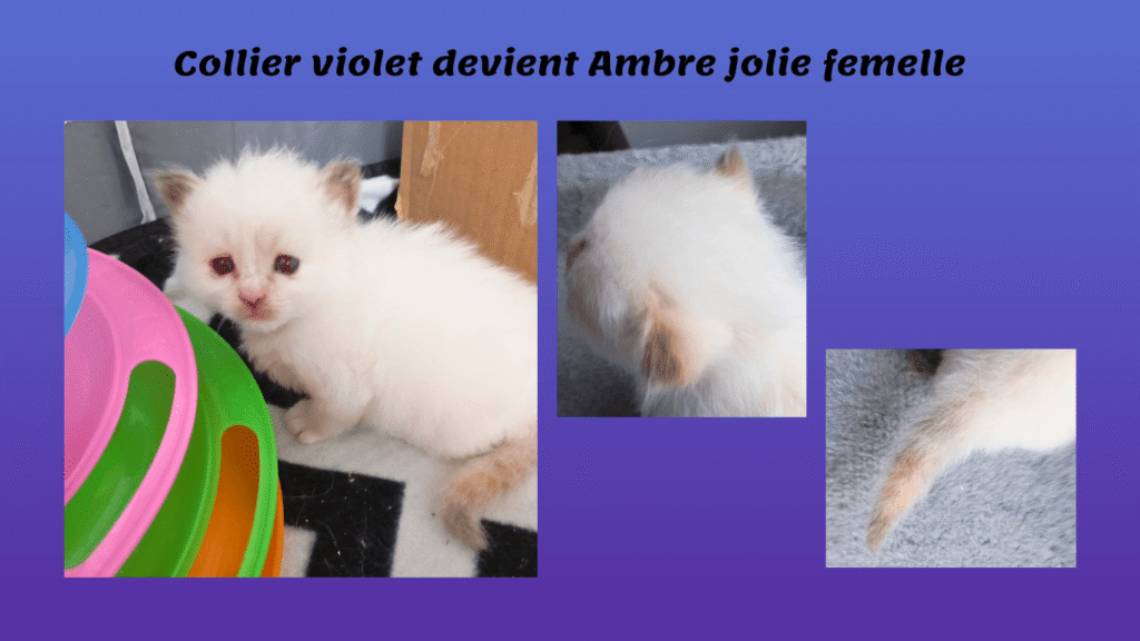 Portée 2025 arc-en-ciel- Snow Swann - 10