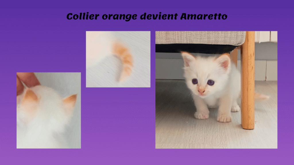 Portée 2025 arc-en-ciel- Snow Swann - 11