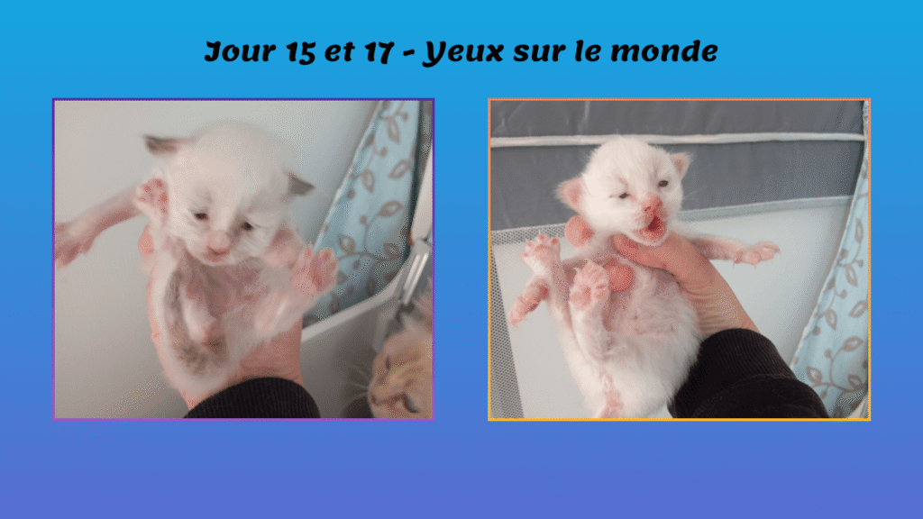 Portée 2025 arc-en-ciel- Snow Swann - 9