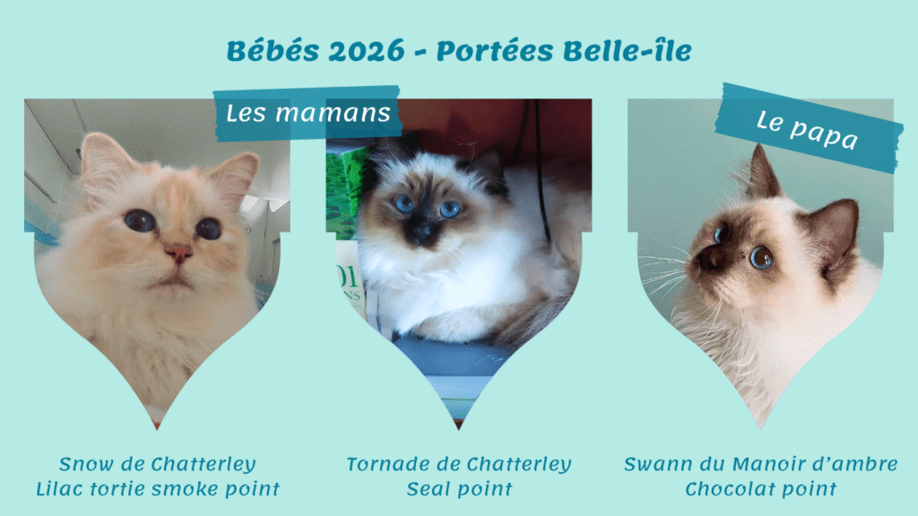 Portée chatons 2026 Belle-île