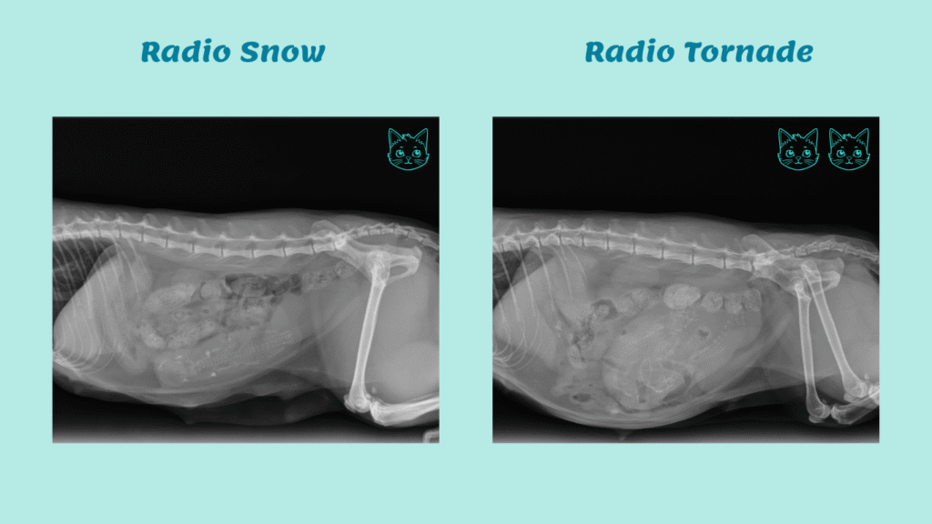 Portée chatons 2026 Belle-île Radio