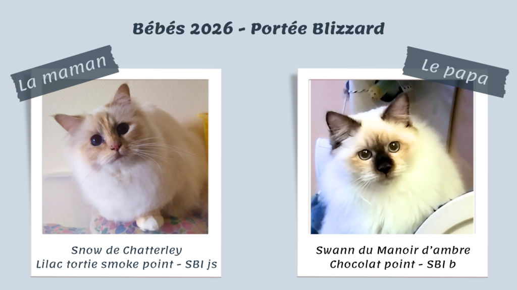 Portée 2026 Blizzard- Snow Swann - 1