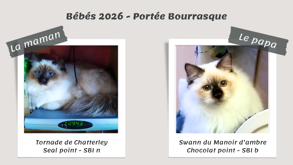 Portée 2026 Bourrasque- Tornade Swann - 1