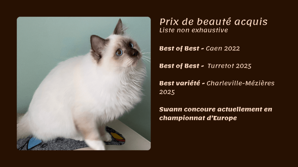 Coussin pour chat - Banniere noel Boutique ID Swann concours
