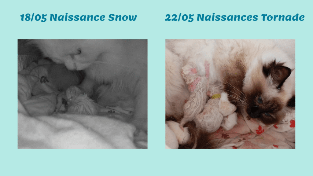 Portée chatons 2026 Belle-île naissances