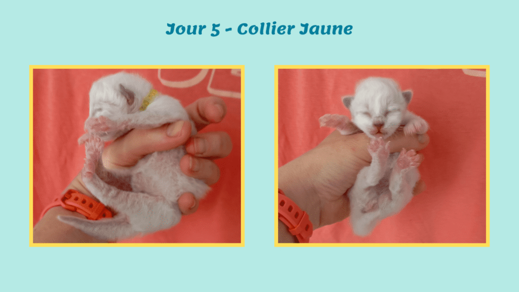 Portée chatons 2026 Belle-île J5 collier jaune