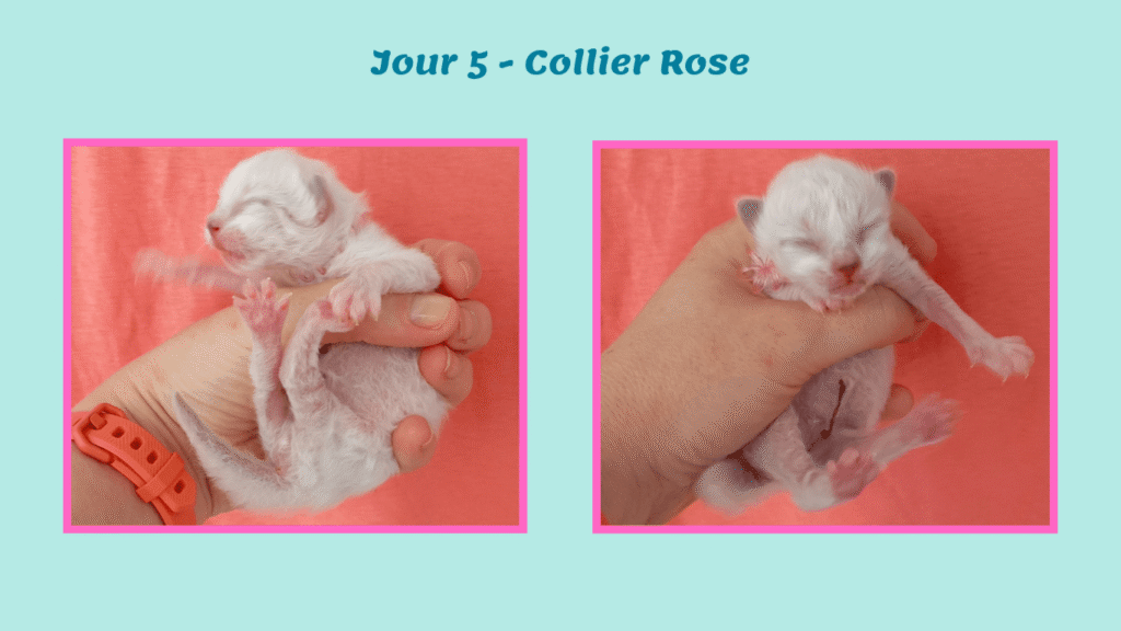 Portée chatons 2026 Belle-île J5 collier rose