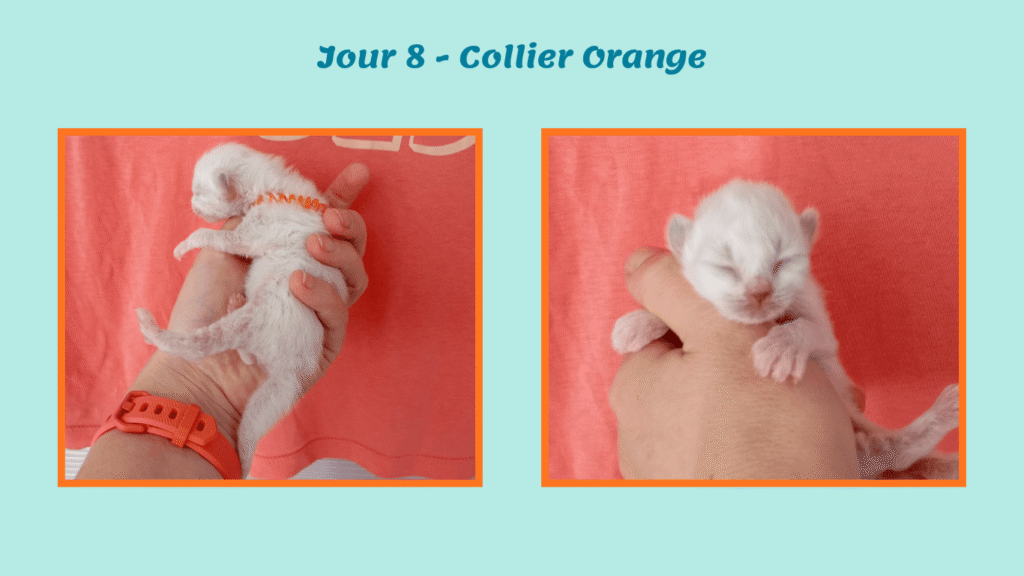 Portée chatons 2026 Belle-île J8 collier orange