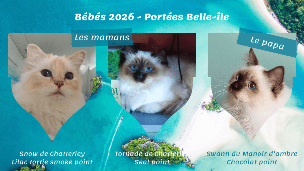 Portée chatons 2026 Belle-île cover